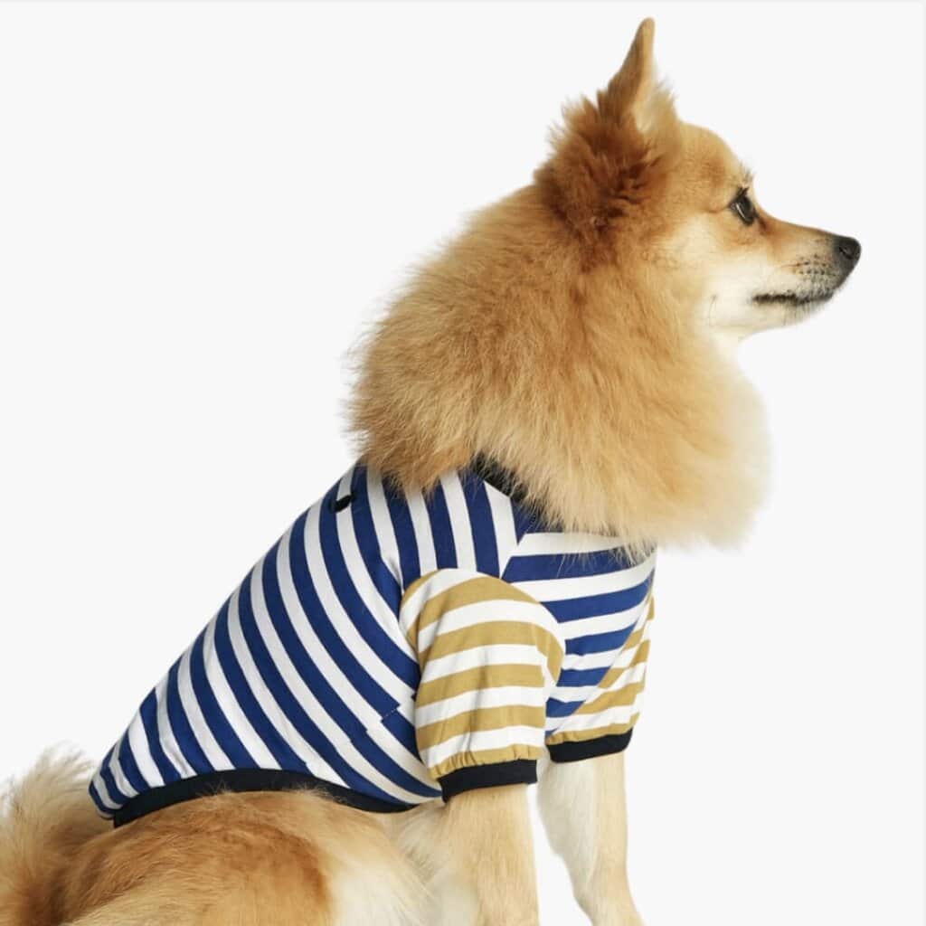 David organic T-Shirt, deep blue & dijon