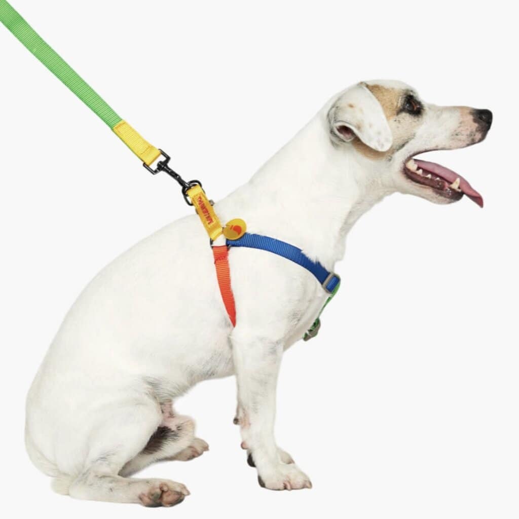 Sonia Hundegeschirr, gelb und grün