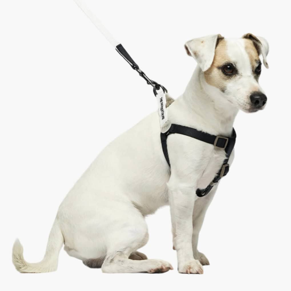 Sonia Hundegeschirr, marineblau und weiß