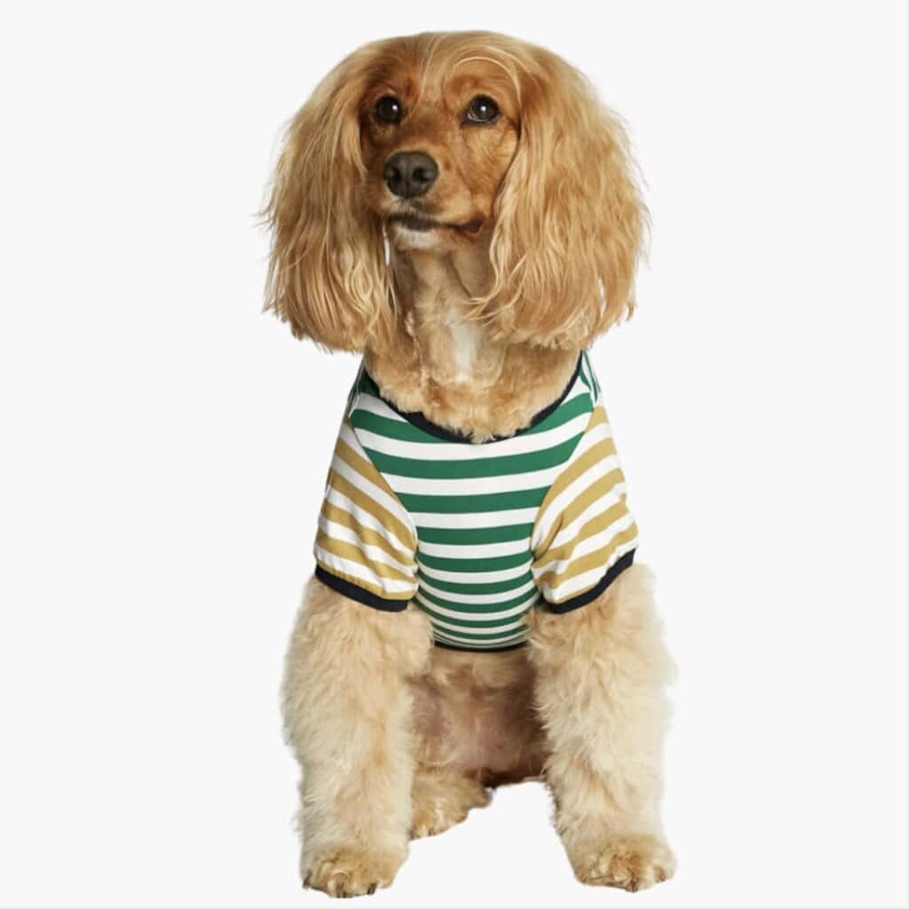 David organic cotton T-Shirt, dijon and green