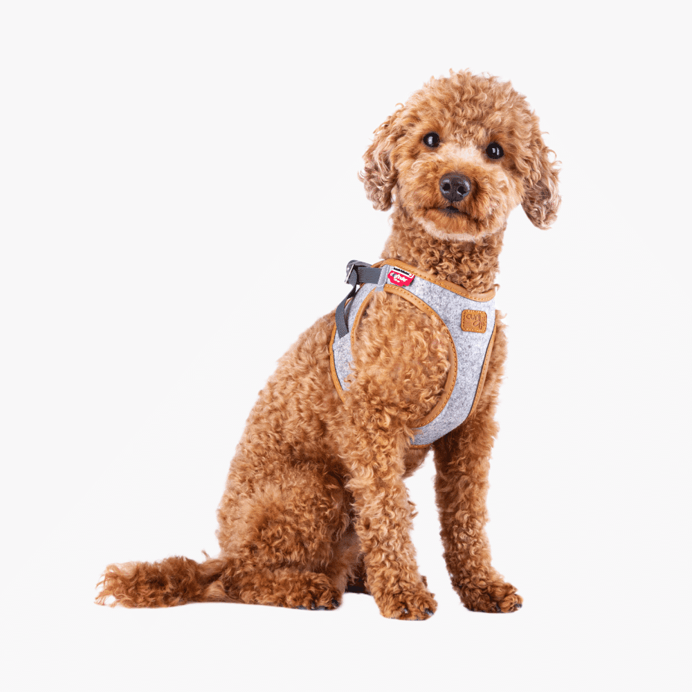 Gilet harnais Curli Alpine Clasp