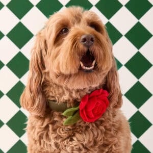 Second Product Image