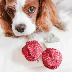 Second Product Image