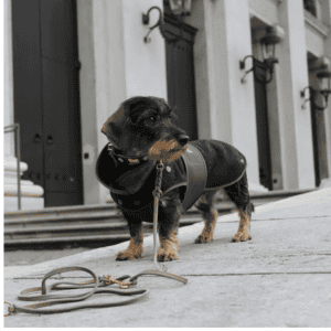 Loden Coat with Removable Fleece For Dachshunds and Small Dogs